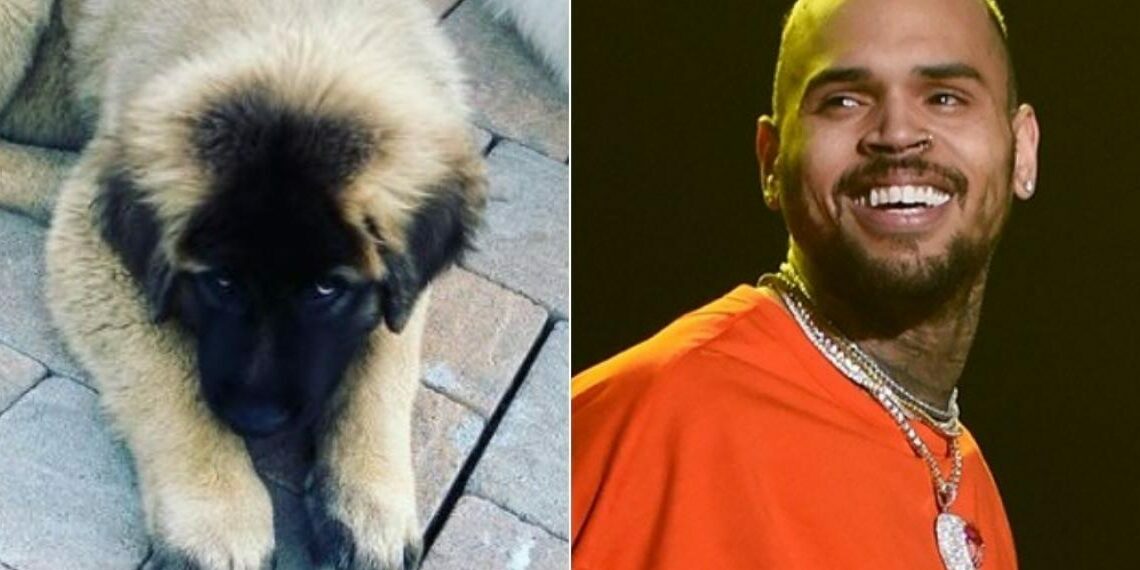 Chris Brown, Mauled, Housekeeper, Bitten, Attacked, Woman, Dog