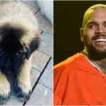 Chris Brown, Mauled, Housekeeper, Bitten, Attacked, Woman, Dog