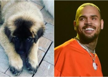 Chris Brown, Mauled, Housekeeper, Bitten, Attacked, Woman, Dog