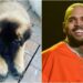 Chris Brown, Mauled, Housekeeper, Bitten, Attacked, Woman, Dog