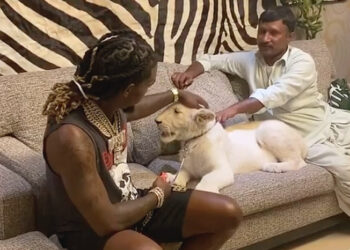 Offset, lion, attacked, newborn, reaction