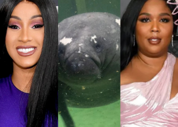 Columbus Zoo, Ohio, Aquarium, Sea, Lizzo, named, manatee, Cardi B, Cardi-Tee, animal